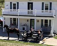 semi-friesian-horse