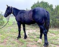 black-star-horse