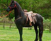 black-none-horse