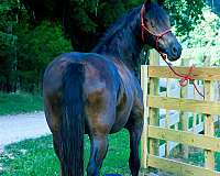 16-hand-friesian-mare