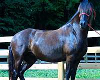 black-friesian-for-sale