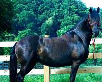 16-hand-friesian-horse