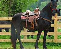 black-mare-for-sale