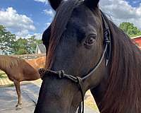 tennessee-walking-gelding