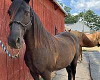 tennessee-walking-horse