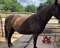 tennessee-walking-horse-for-sale