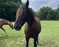 small-white-star-horse