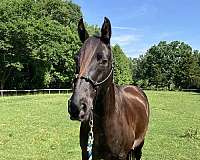 brown-small-white-star-horse