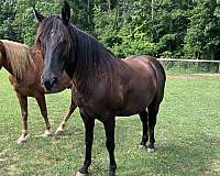 all-around-tennessee-walking-horse