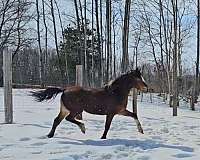 4h-connemara-pony