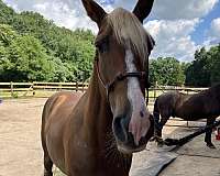 flaxen-mane-trained-kentucky-mountain-horse