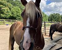 kentucky-mountain-gelding