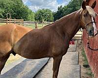 kentucky-mountain-horse-for-sale