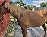 kentucky-mountain-horse