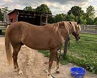 sorrel-flaxen-mane-trained-horse