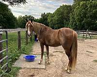 gelding