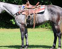 quarter-horse