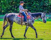 family-horse-quarter