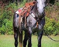 ranch-work-quarter-horse