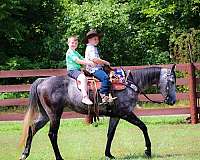 husband-safe-quarter-horse