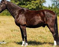 gaited-tennessee-walking-horse