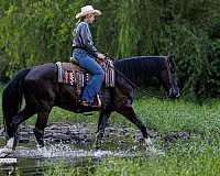 tennessee-walking-horse