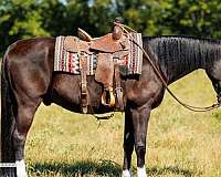 all-around-tennessee-walking-horse