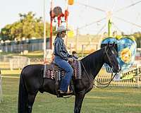 athletic-tennessee-walking-horse