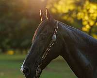 family-horse-tennessee-walking