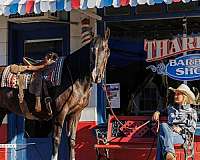 missouri-fox-trotter-tennessee-walking-horse