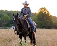 experienced-tennessee-walking-horse