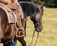 flashy-tennessee-walking-horse