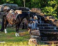 husband-safe-tennessee-walking-horse