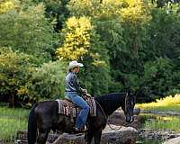 kid-safe-tennessee-walking-horse