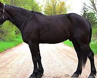 friesian-sport-horse