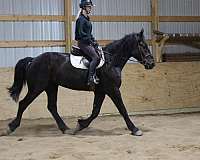 percheron-friesian-horse