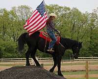 trail-friesian-horse