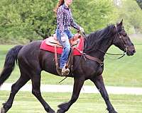 all-around-friesian-horse