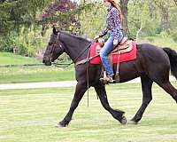 beginner-friesian-horse