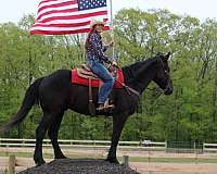 trick-friesian-horse