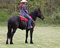 experienced-friesian-horse