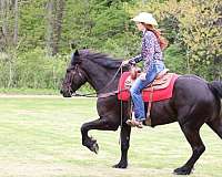 flashy-friesian-horse