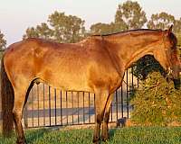 beginner-safe-quarter-horse