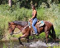 ranch-work-quarter-horse