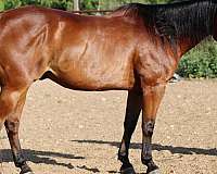 ranch-work-quarter-horse