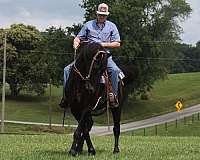 black-friesian-horse