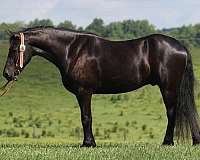 black-none-horse