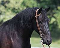 friesian-sport-horse