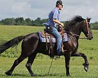 quarter-horse-friesian