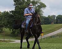 ranch-friesian-horse